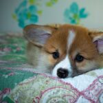 Gold365 Review: How This Platform Transforms Gold Trading & Investment Opportunities