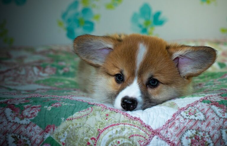 Gold365 Review: How This Platform Transforms Gold Trading & Investment Opportunities